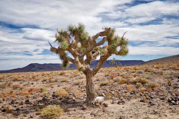 Critical Updates on Hiking Trail Closures and Conditions