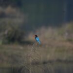 Beyond the Lens: Uncovering the Dark Side of Wildlife Photography Techniques That Fuel Conservation Controversies