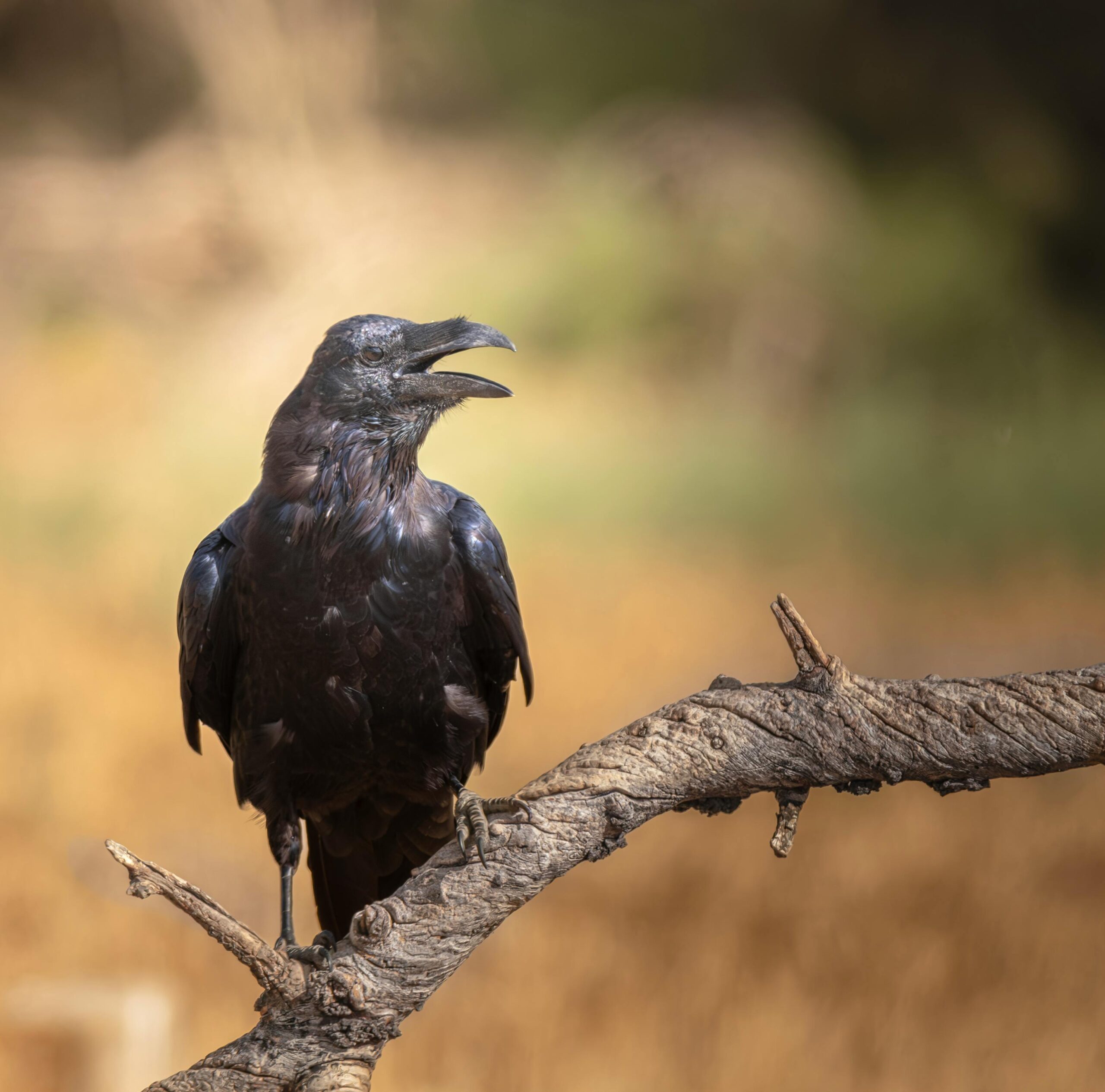 Beyond the Frame: The Dark Art of Wildlife Photography Techniques That Spark Conservation Controversies and Fuel the Black Market for Endangered Species