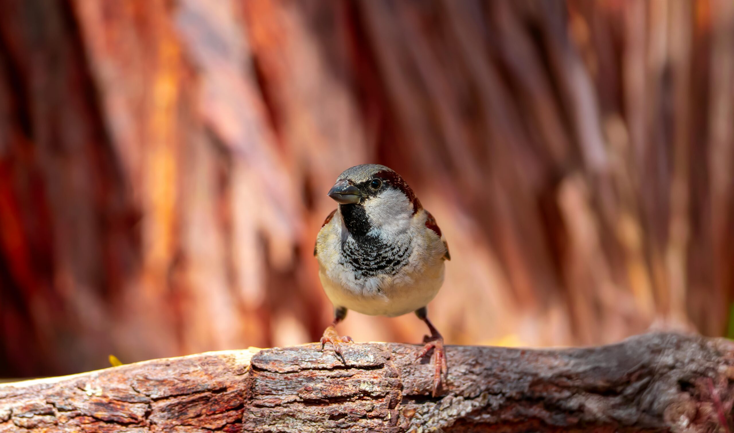 Focal Point of Deceit: Unmasking the Hidden Tricks of Wildlife Photography Techniques That Blur the Lines Between Conservation and Exploitation